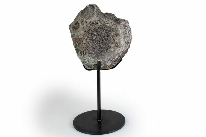 Fossil Theropod Vertebra Section w/ Metal Stand - Colorado #383252